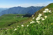 25 Estese fioriture di anemone narcissino, pulasatilla alpina sulfurea con vista sui Piani dell'Avaro.